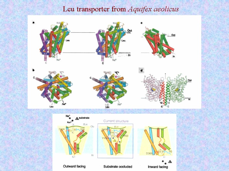 Leu transporter from Aquifex aeolicus